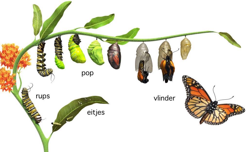 Nieuw Het verschijnsel metamorfose in de biologie MF-33